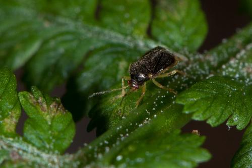 Monalocoris filicis